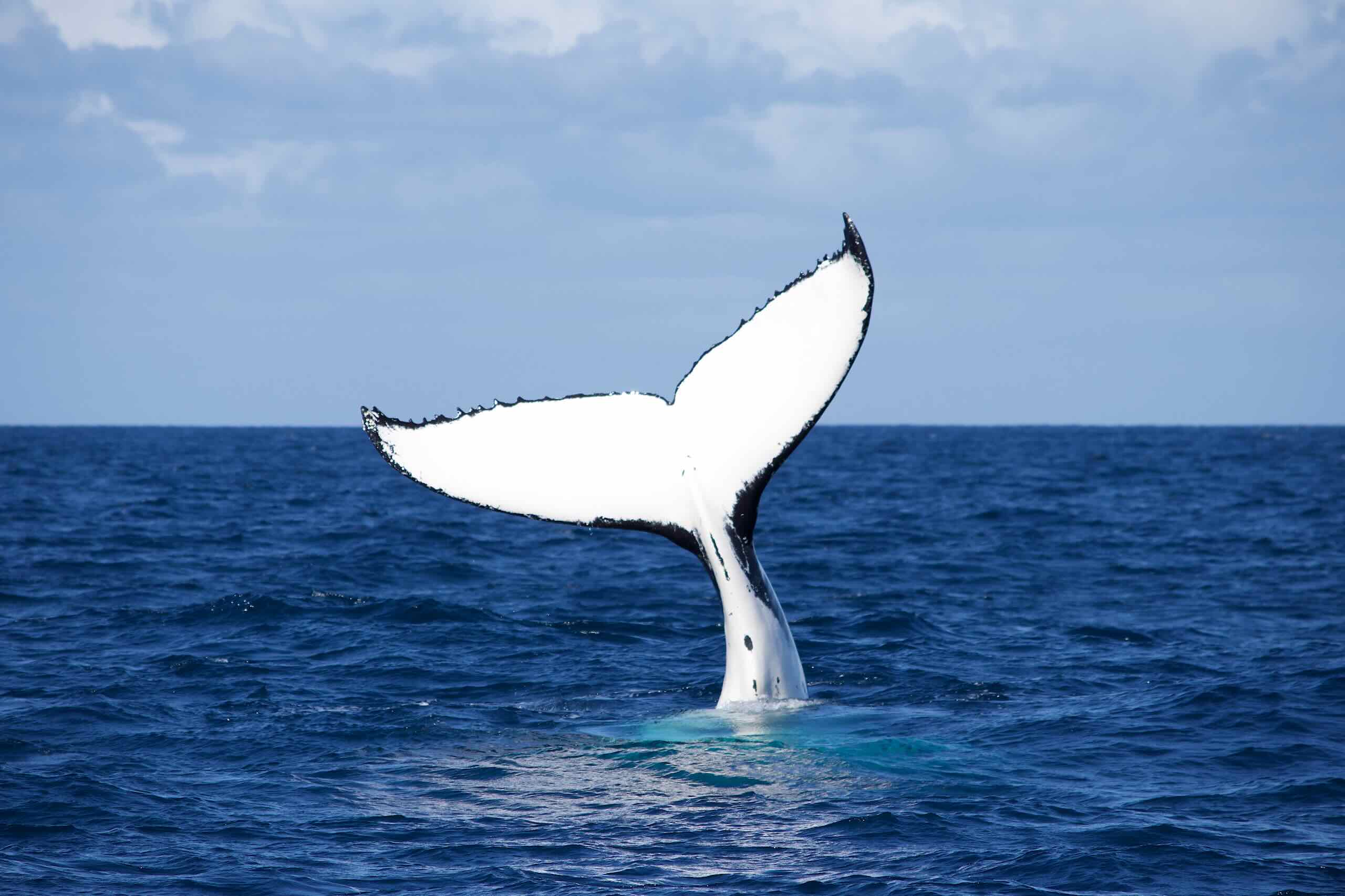Humpback,Whales,Migration,In,Australia