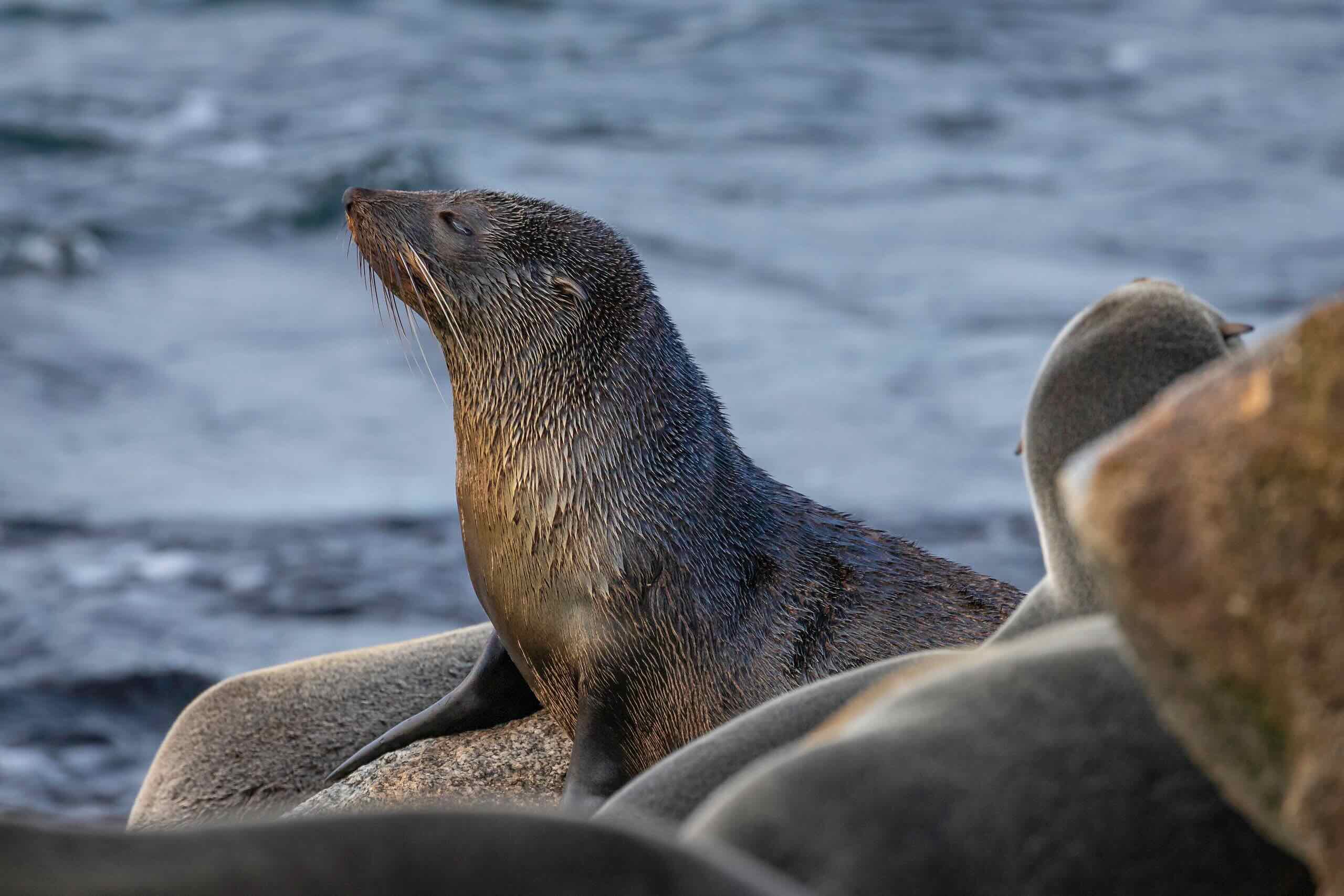 Australian,Fur,Seal,,Narooma,,Nsw,,June,2022