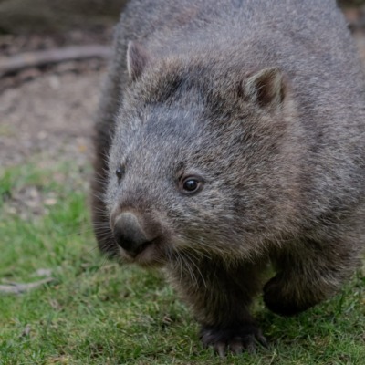 Namadgi | The Adventure Gene